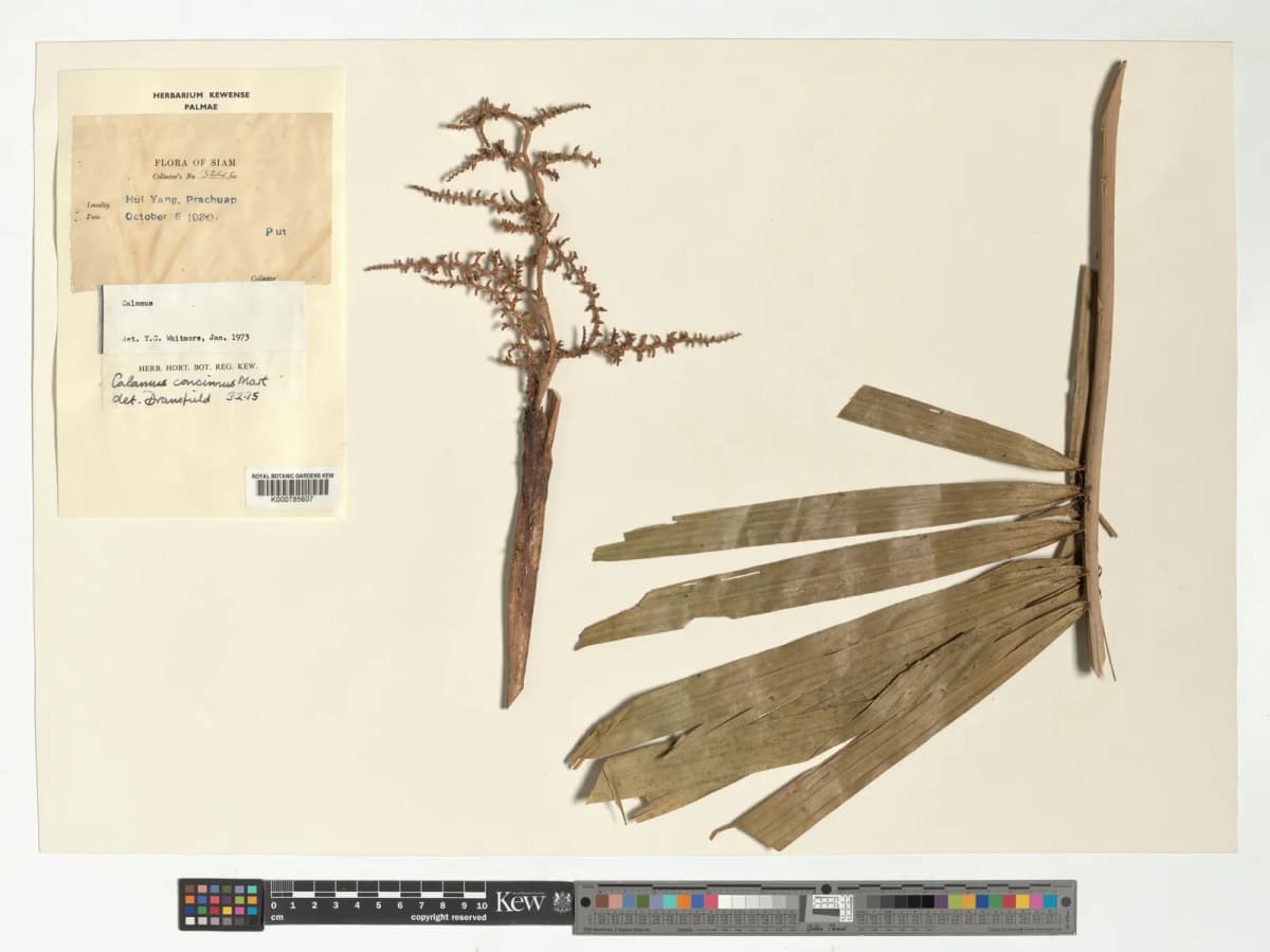 Botanical specimen of Calamus Concinnus.
