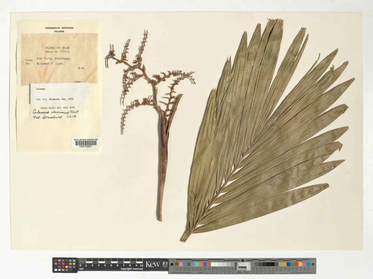 Botanical specimen of Calamus Concinnus.
