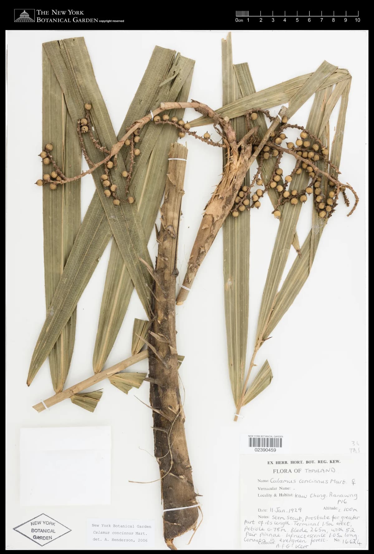 Botanical specimen of Calamus Concinnus.
