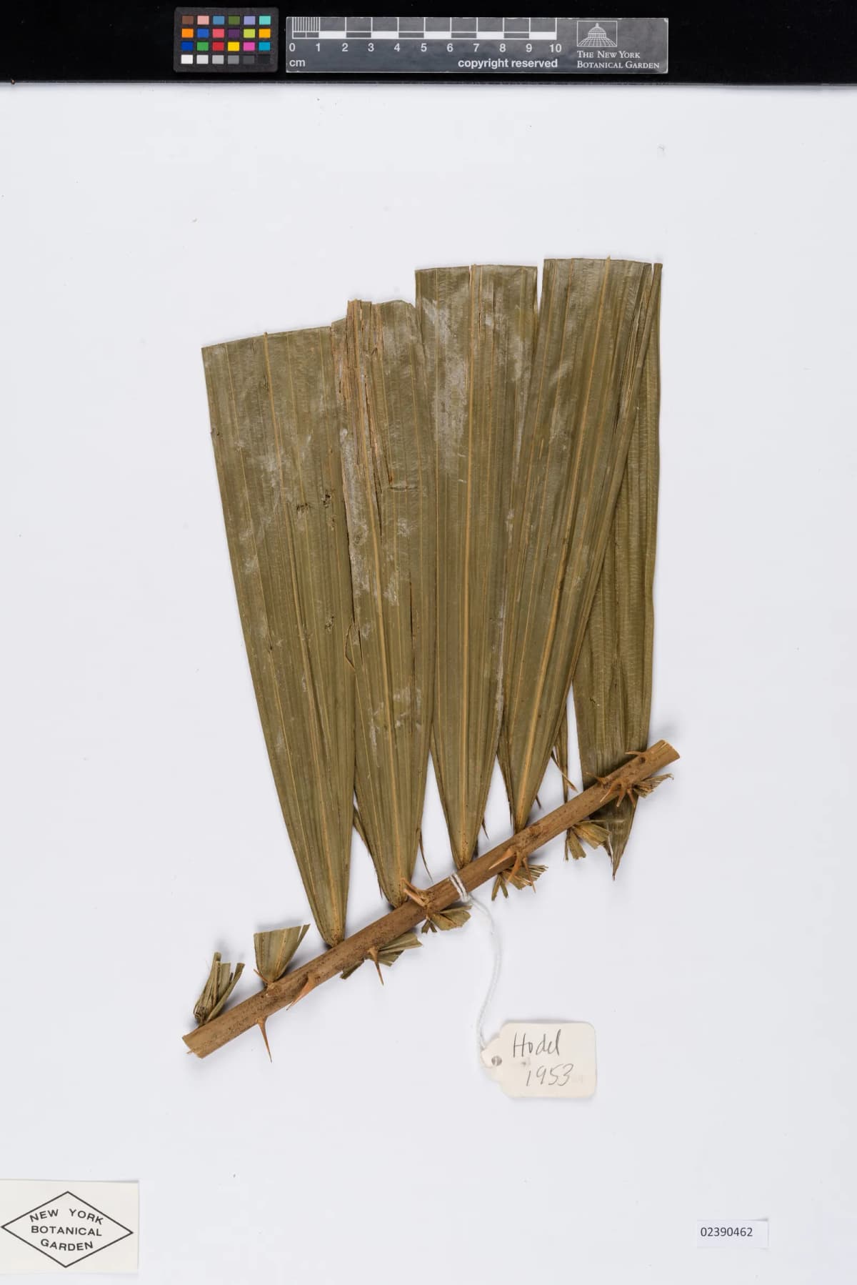Botanical specimen of Calamus Concinnus.