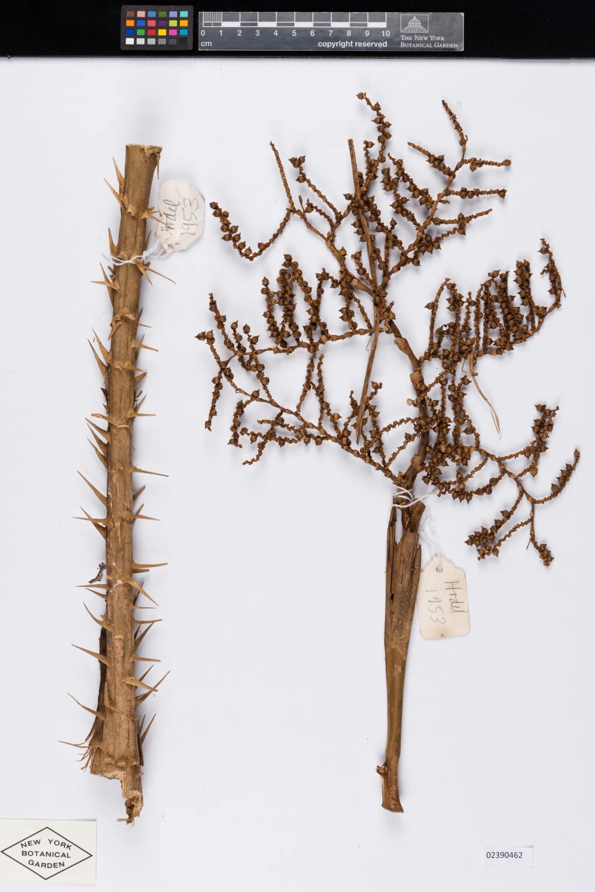 Botanical specimen of Calamus Concinnus.