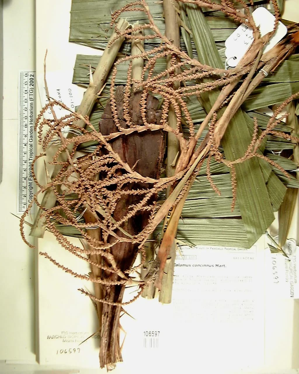 Botanical specimen of Calamus Concinnus.
