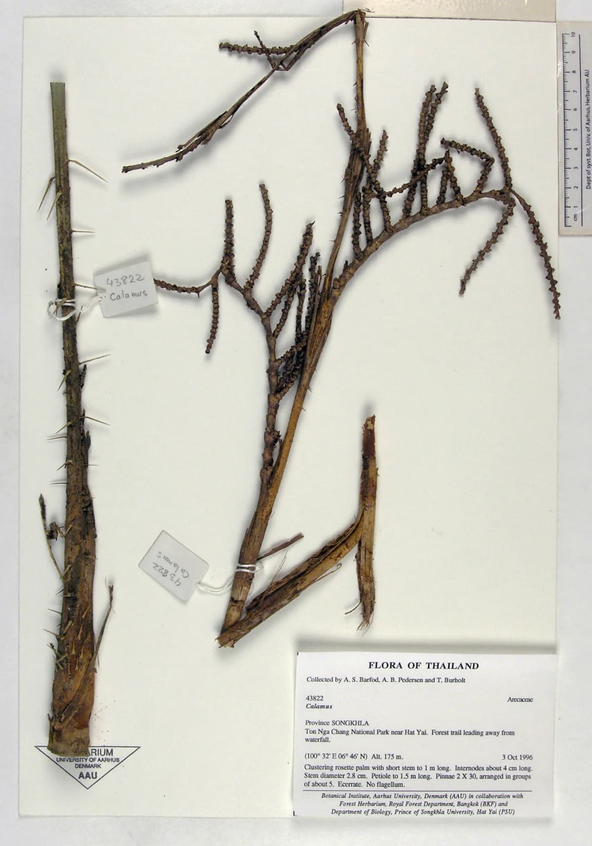 Botanical specimen of Calamus Concinnus.