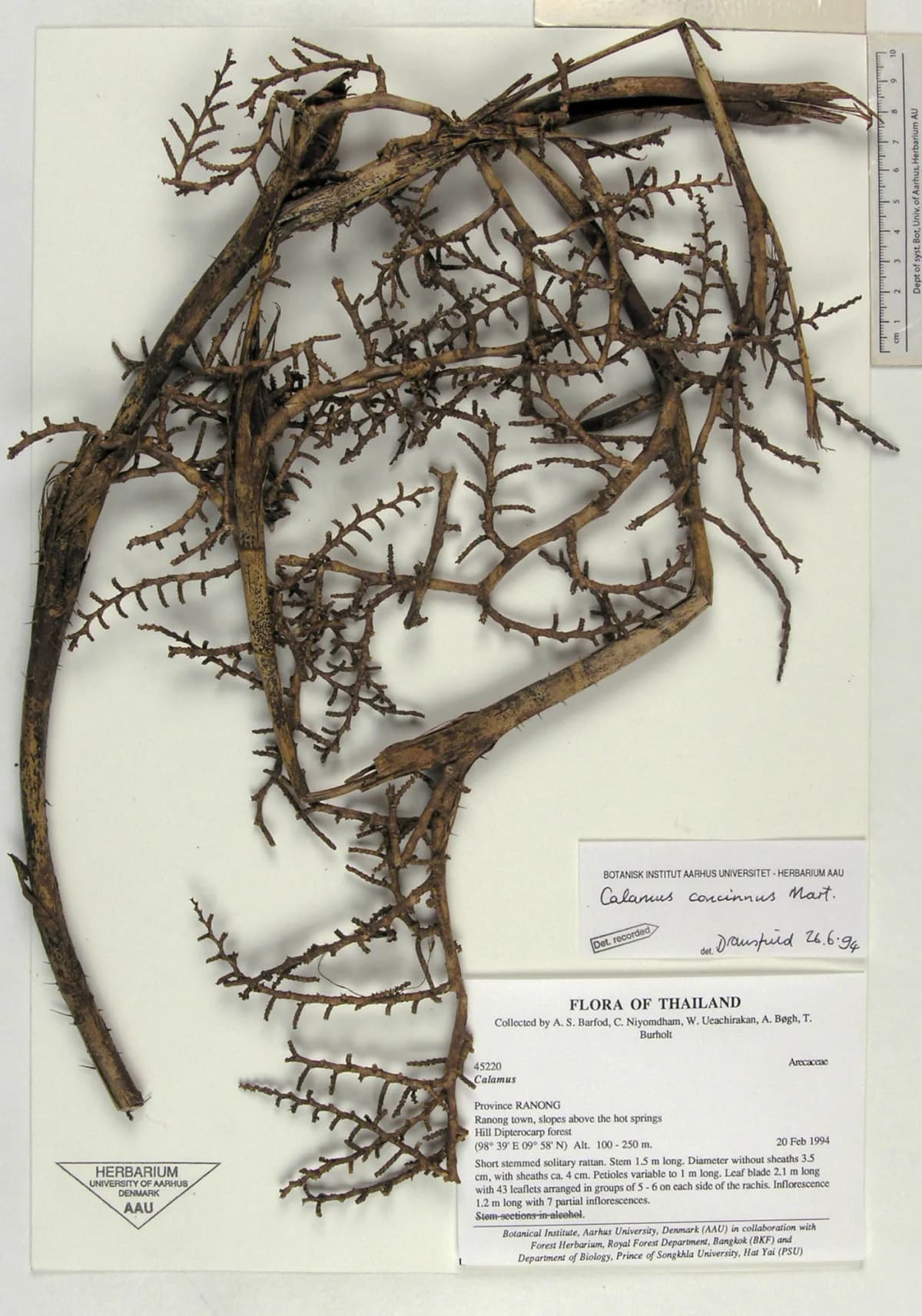 Botanical specimen of Calamus Concinnus.