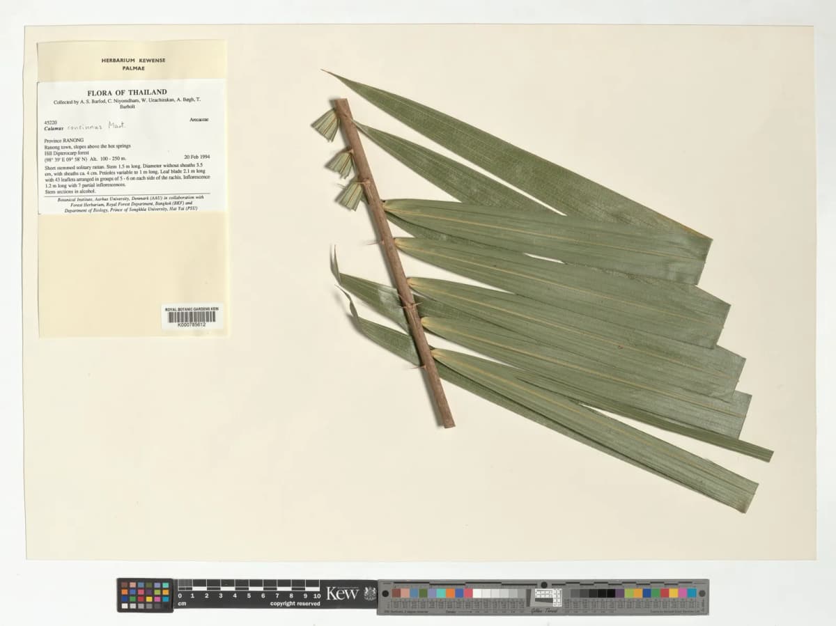 Botanical specimen of Calamus Concinnus.
