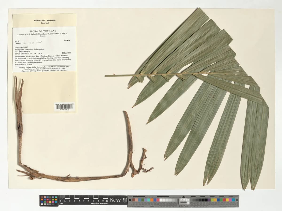 Botanical specimen of Calamus Concinnus.