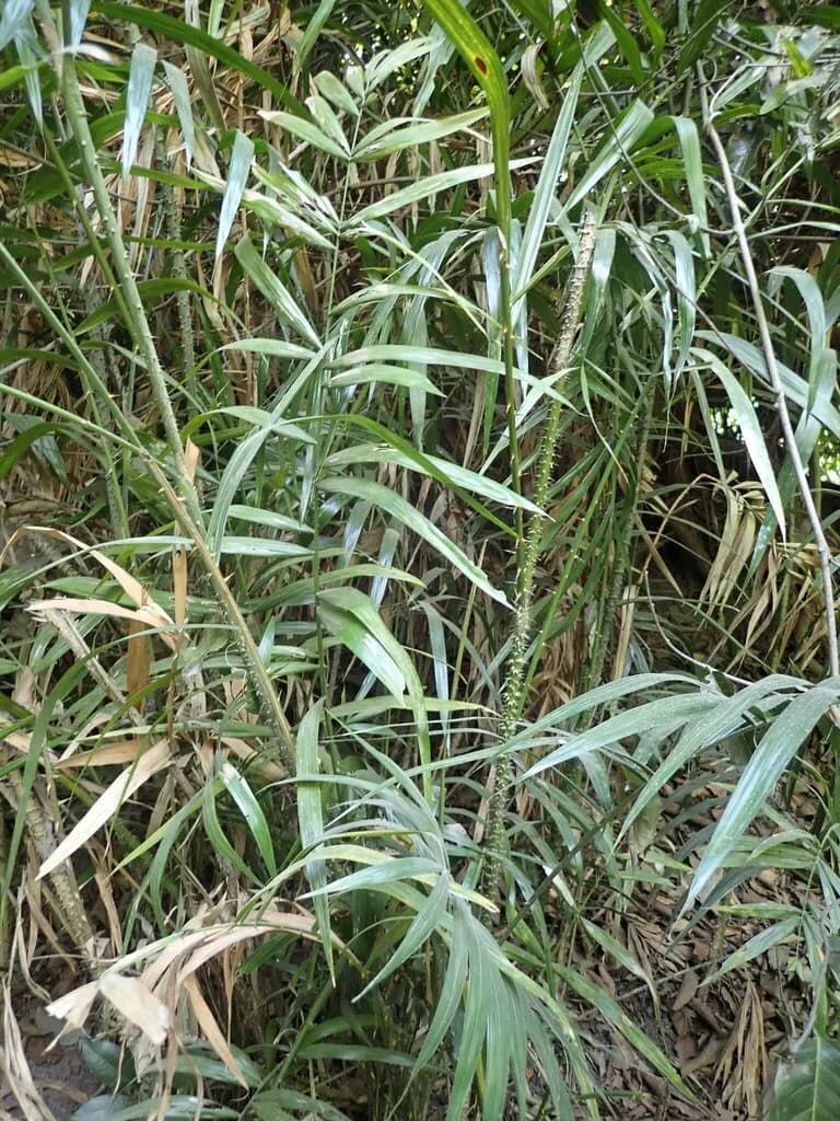 Botanical specimen of Calamus Deerratus.