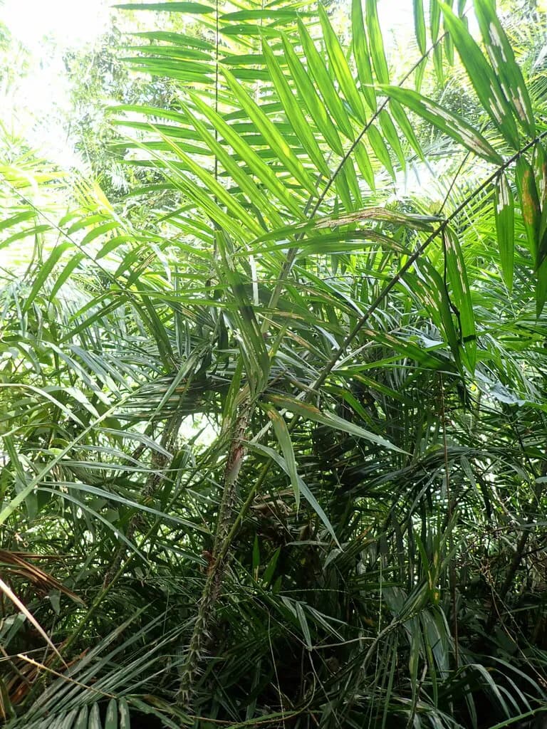 Botanical specimen of Calamus Deerratus.