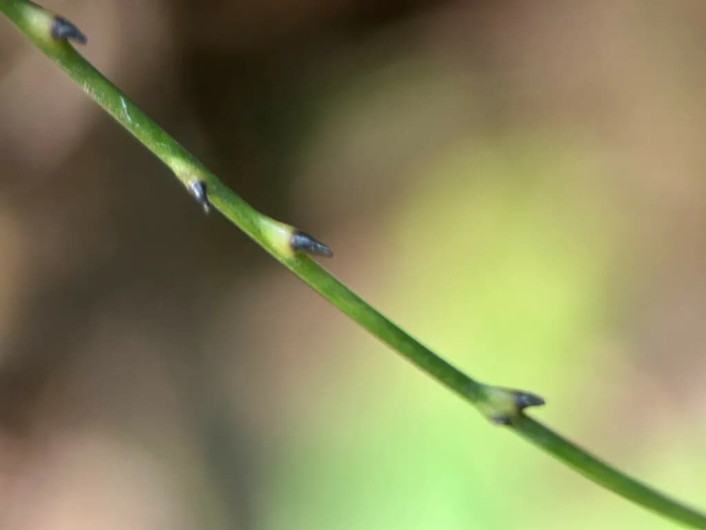 Botanical specimen of Calamus Diepenhorstii.