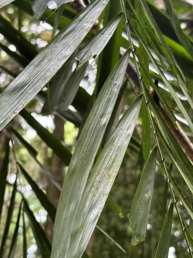 Botanical specimen of Calamus Diepenhorstii.