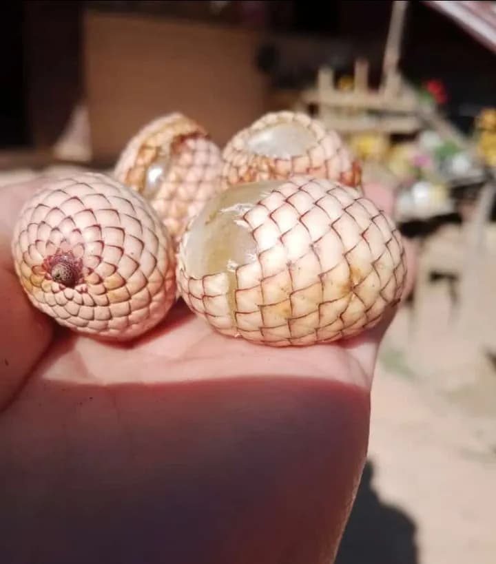 Botanical specimen of Calamus Erectus.