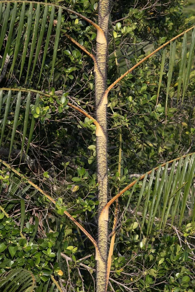 Botanical specimen of Calamus Erinaceus.