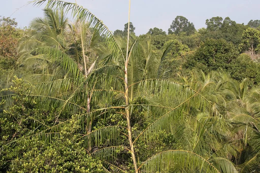 Botanical specimen of Calamus Erinaceus.