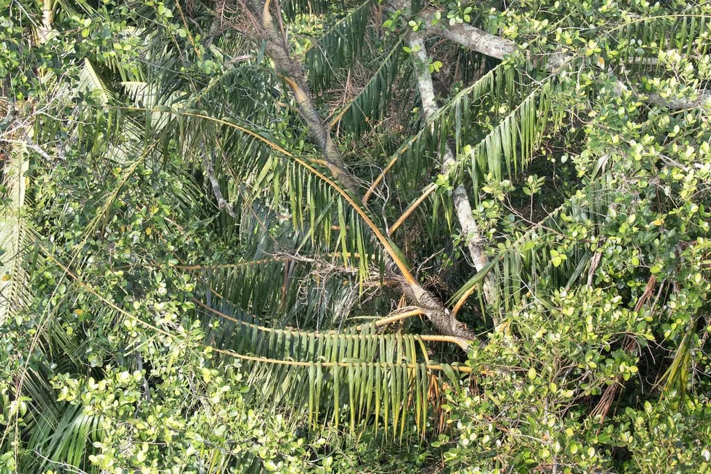 Botanical specimen of Calamus Erinaceus.