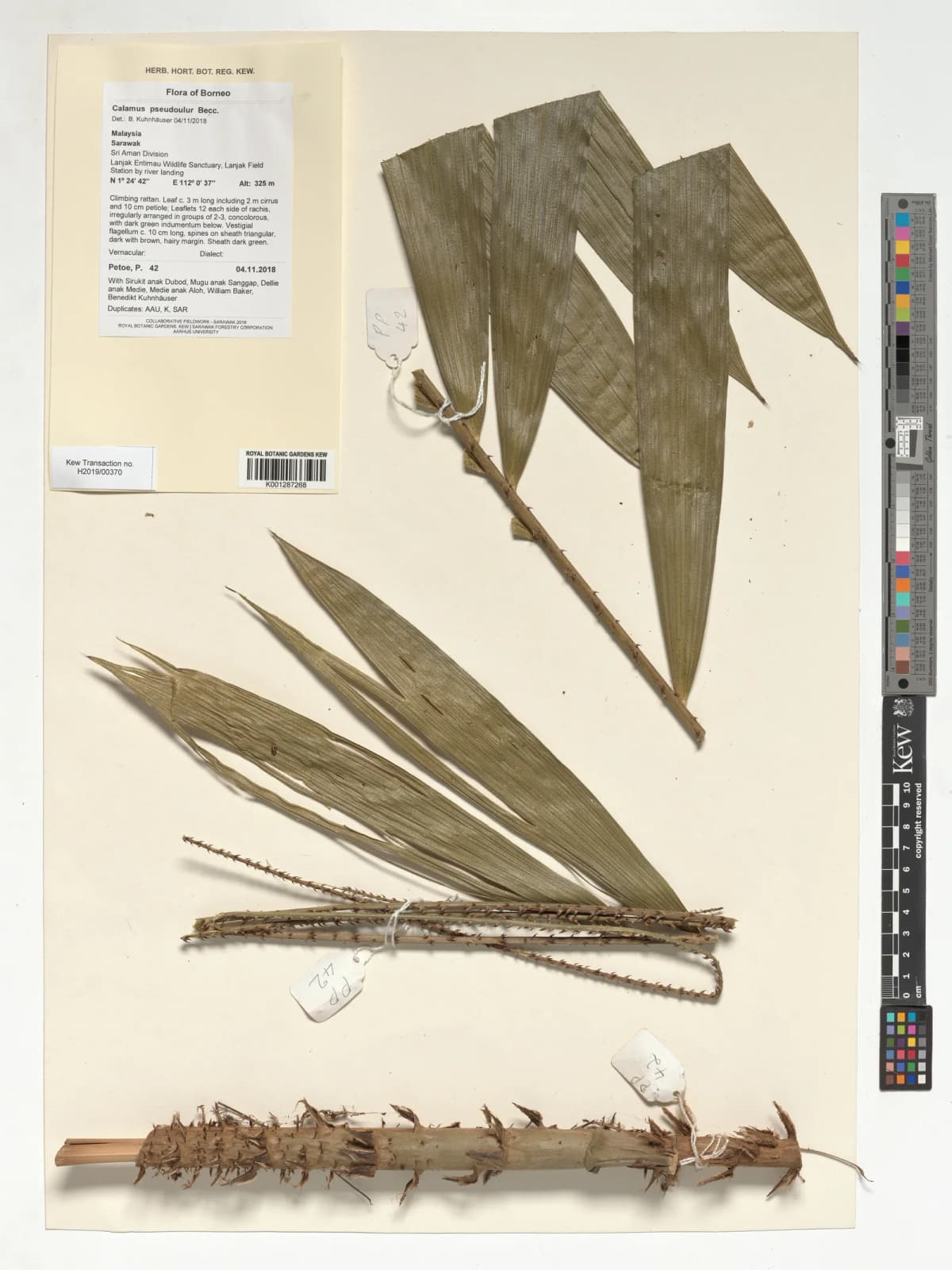 Botanical specimen of Calamus Erioacanthus.