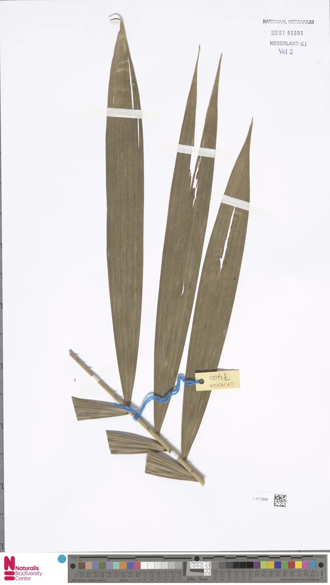 Botanical specimen of Calamus Erioacanthus.