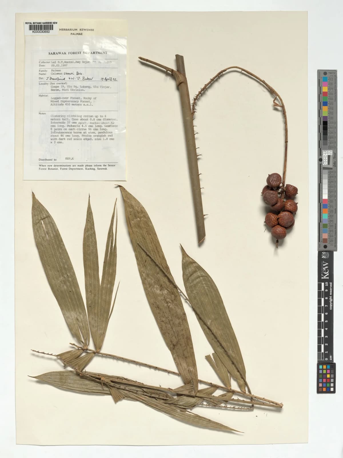 Botanical specimen of Calamus Erioacanthus.