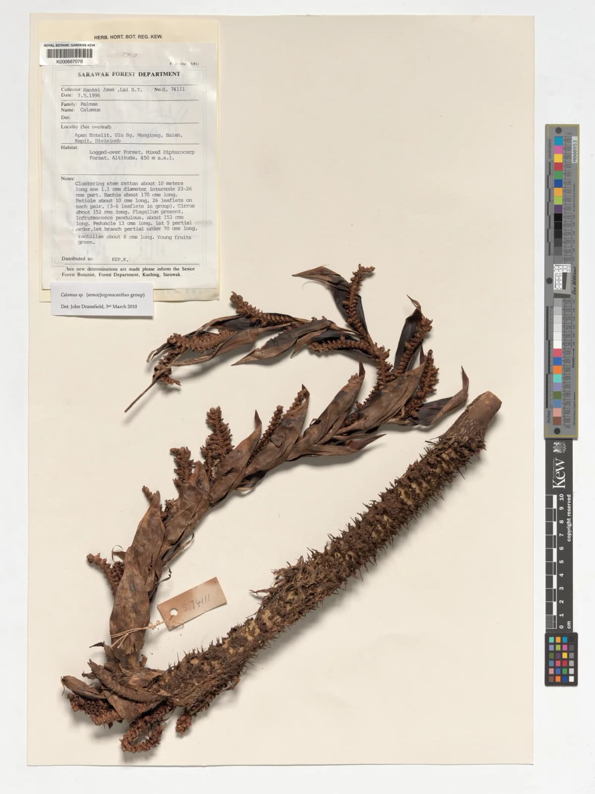 Botanical specimen of Calamus Erioacanthus.