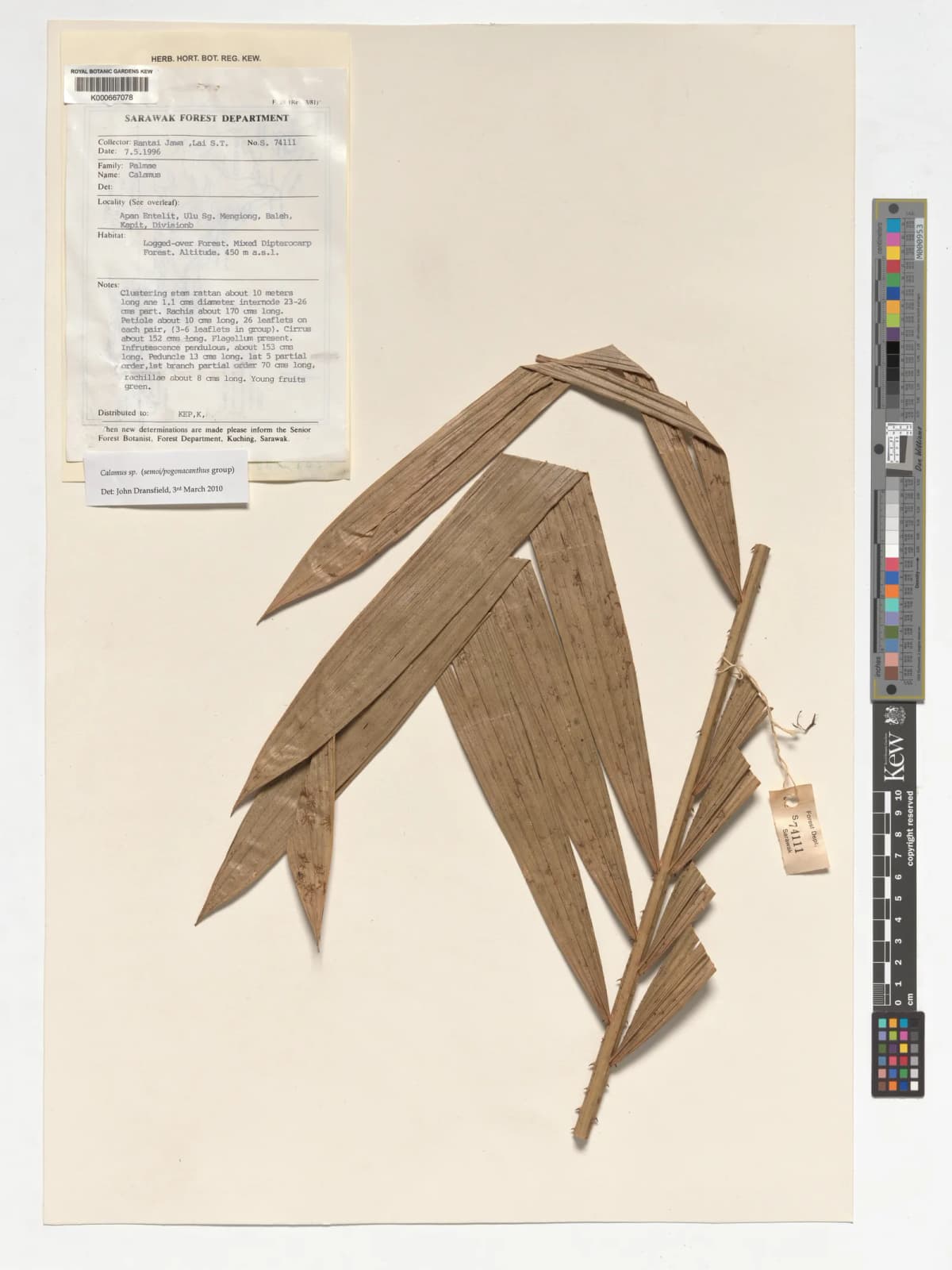 Botanical specimen of Calamus Erioacanthus.