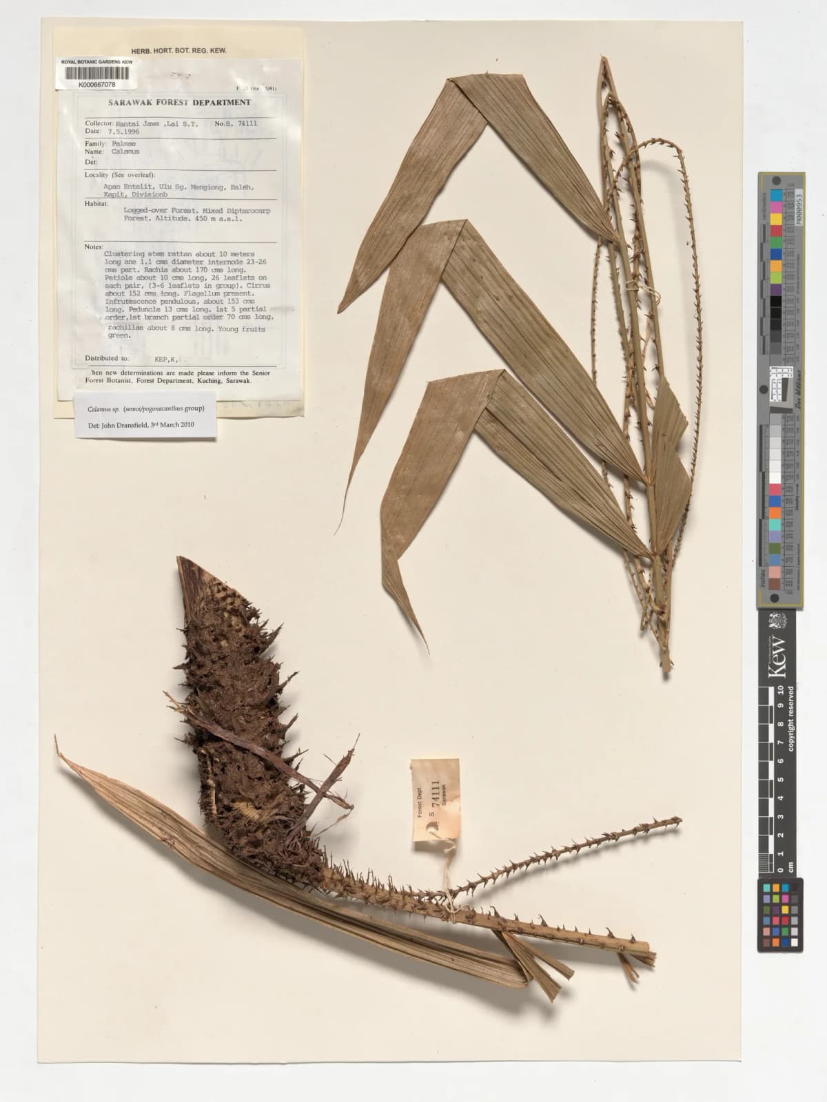 Botanical specimen of Calamus Erioacanthus.