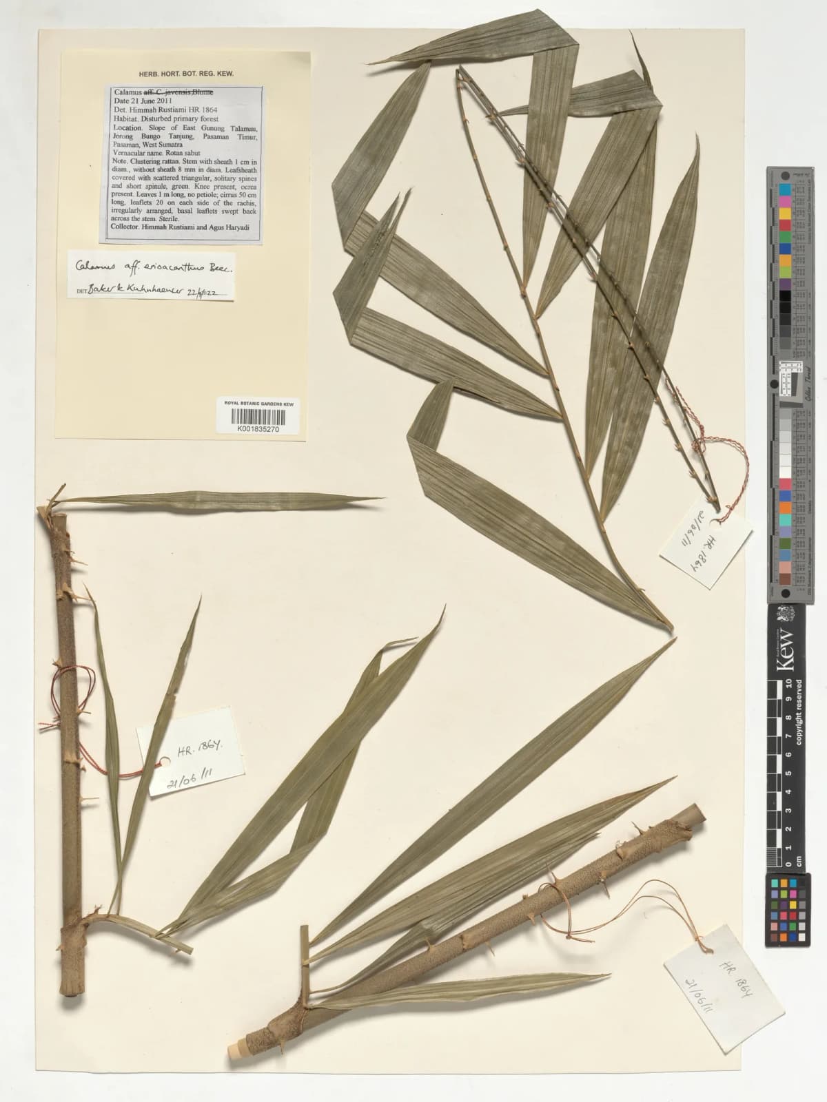 Botanical specimen of Calamus Erioacanthus.