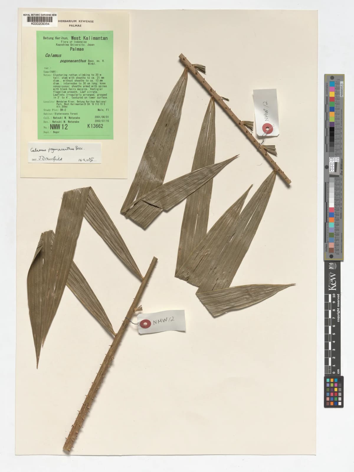 Botanical specimen of Calamus Erioacanthus.