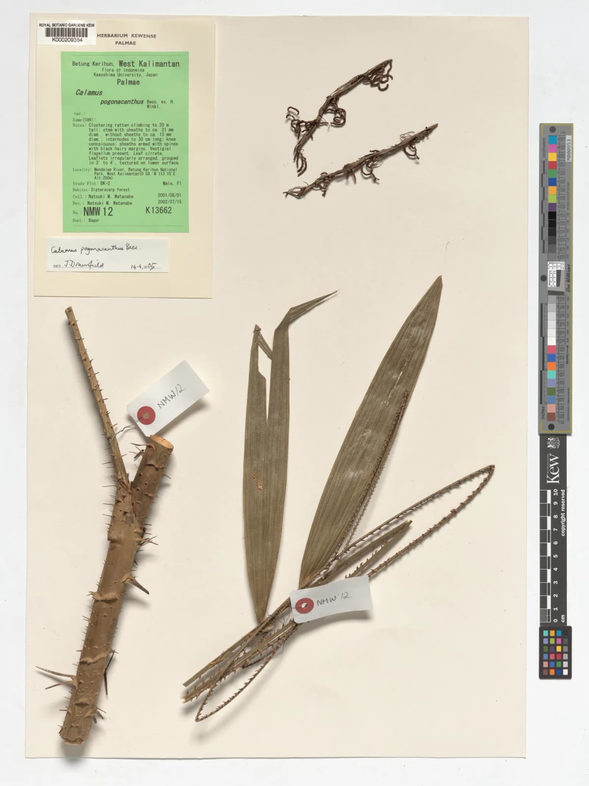 Botanical specimen of Calamus Erioacanthus.