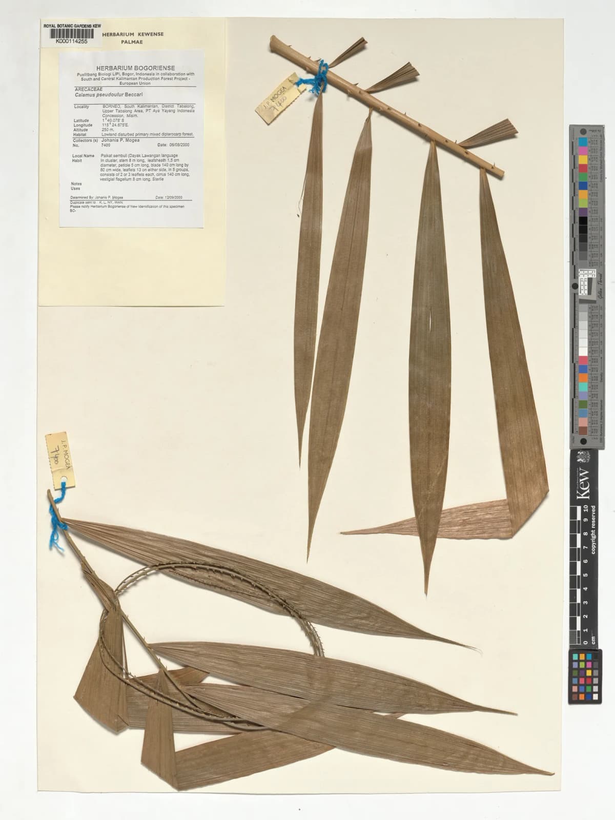 Botanical specimen of Calamus Erioacanthus.