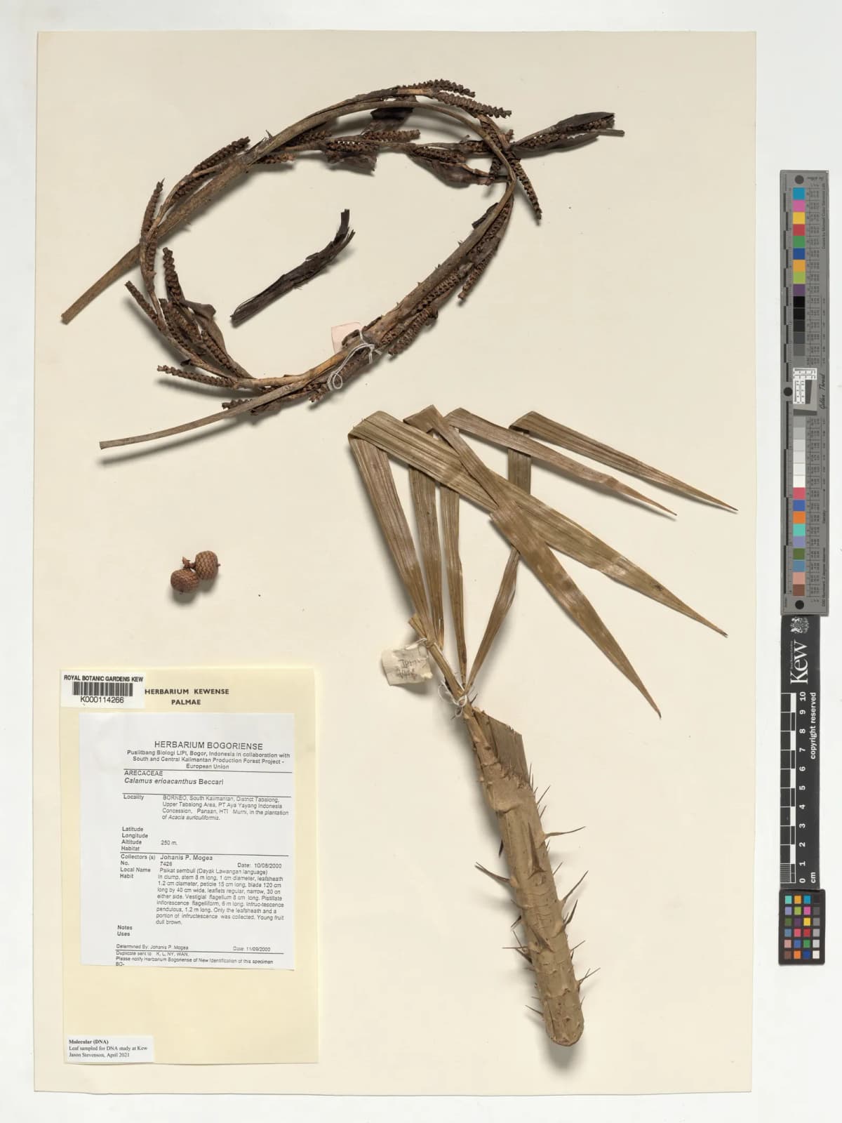 Botanical specimen of Calamus Erioacanthus.