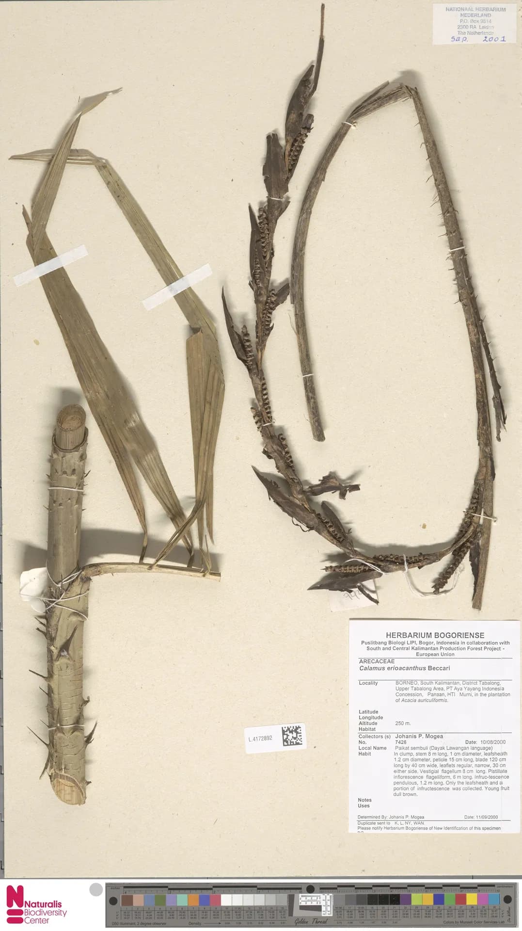 Botanical specimen of Calamus Erioacanthus.