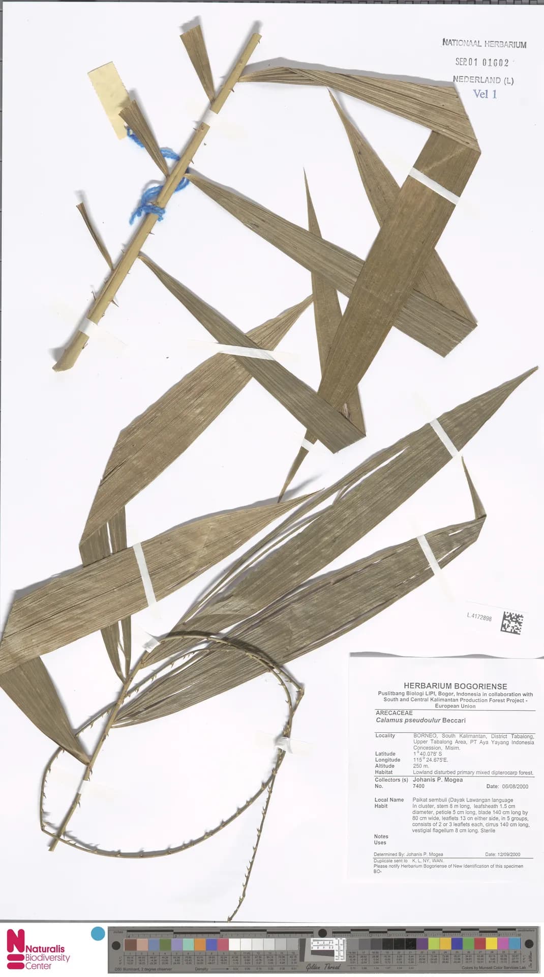 Botanical specimen of Calamus Erioacanthus.