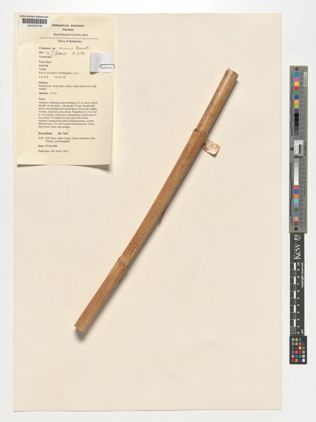 Botanical specimen of Calamus Eximius.