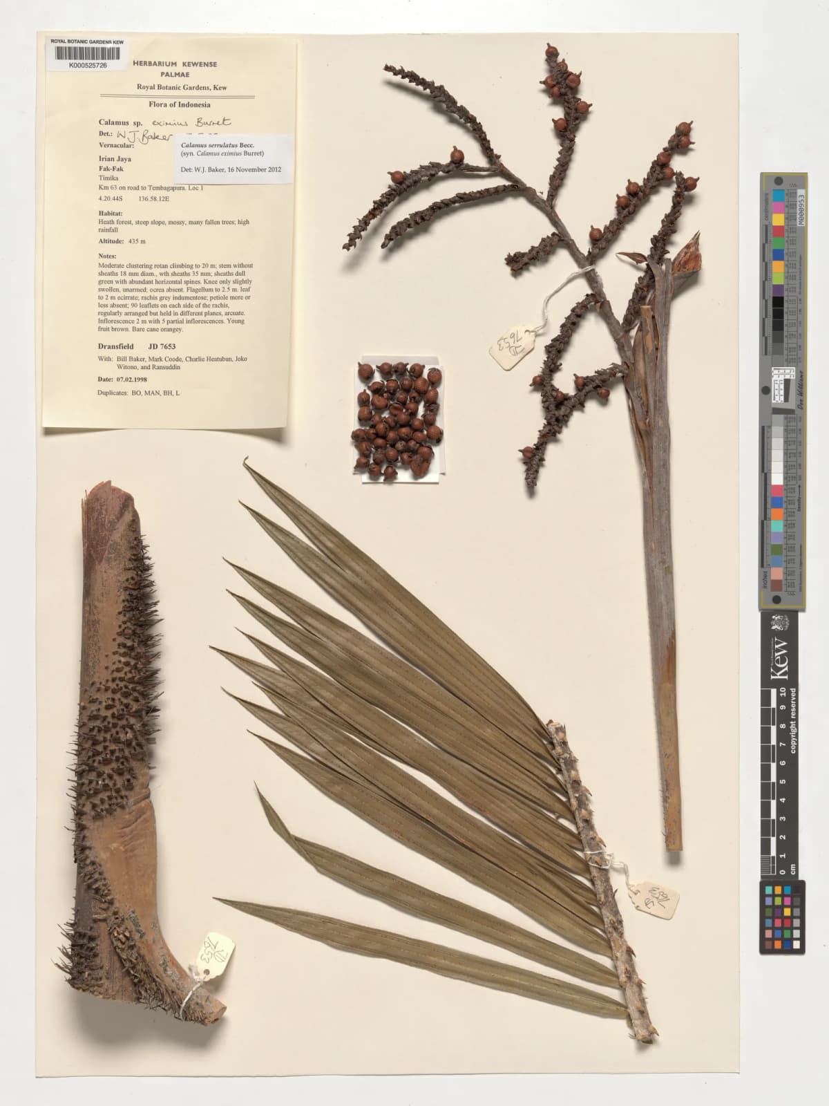 Botanical specimen of Calamus Eximius.