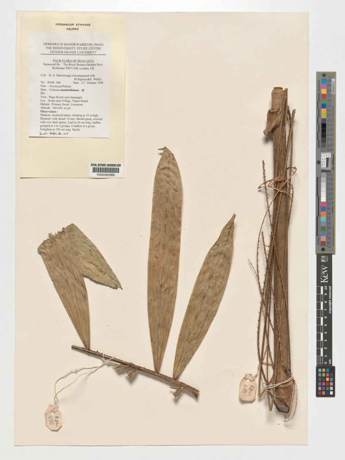Botanical specimen of Calamus Eximius.