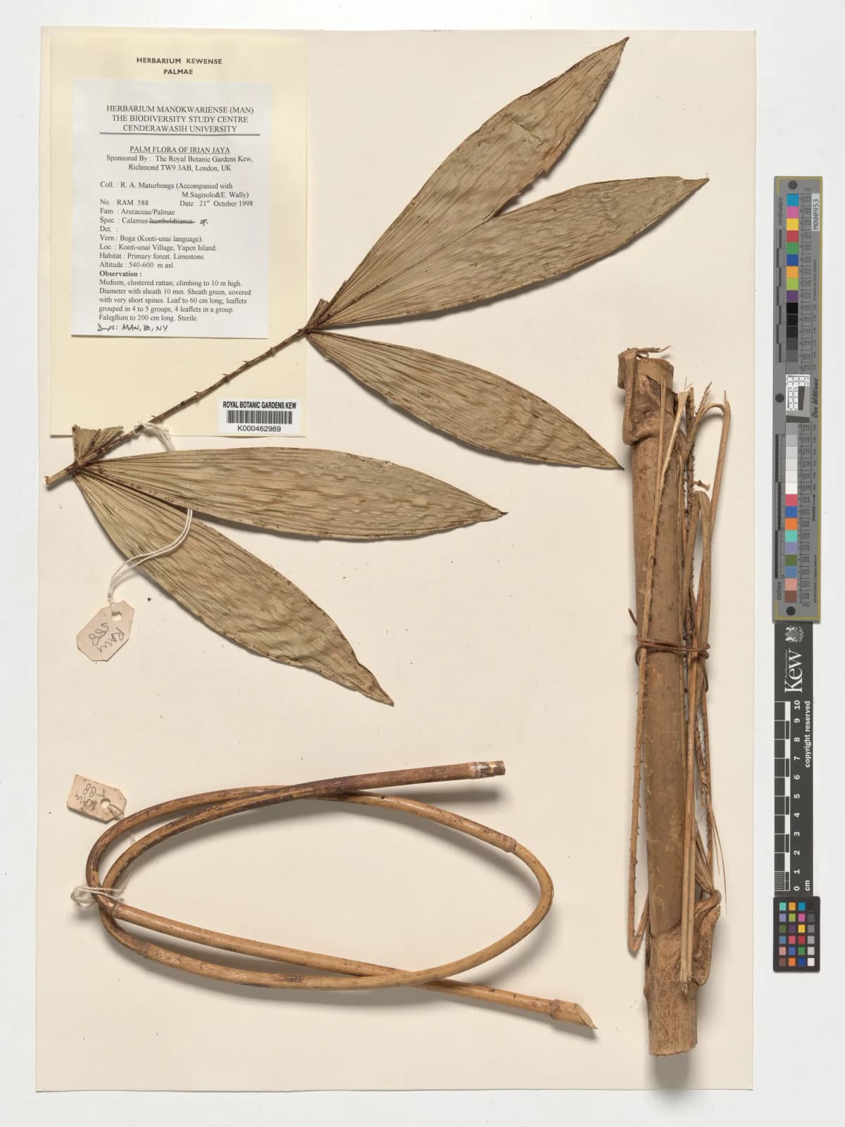 Botanical specimen of Calamus Eximius.