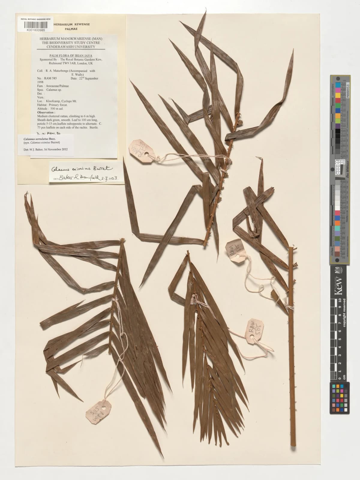 Botanical specimen of Calamus Eximius.