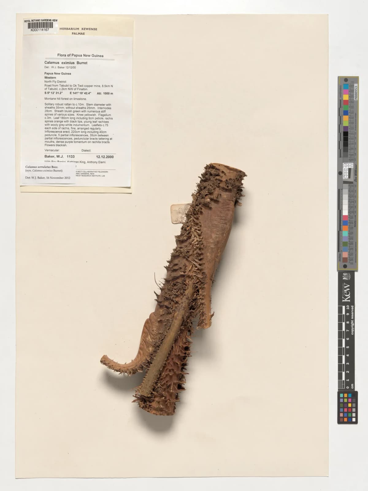 Botanical specimen of Calamus Eximius.