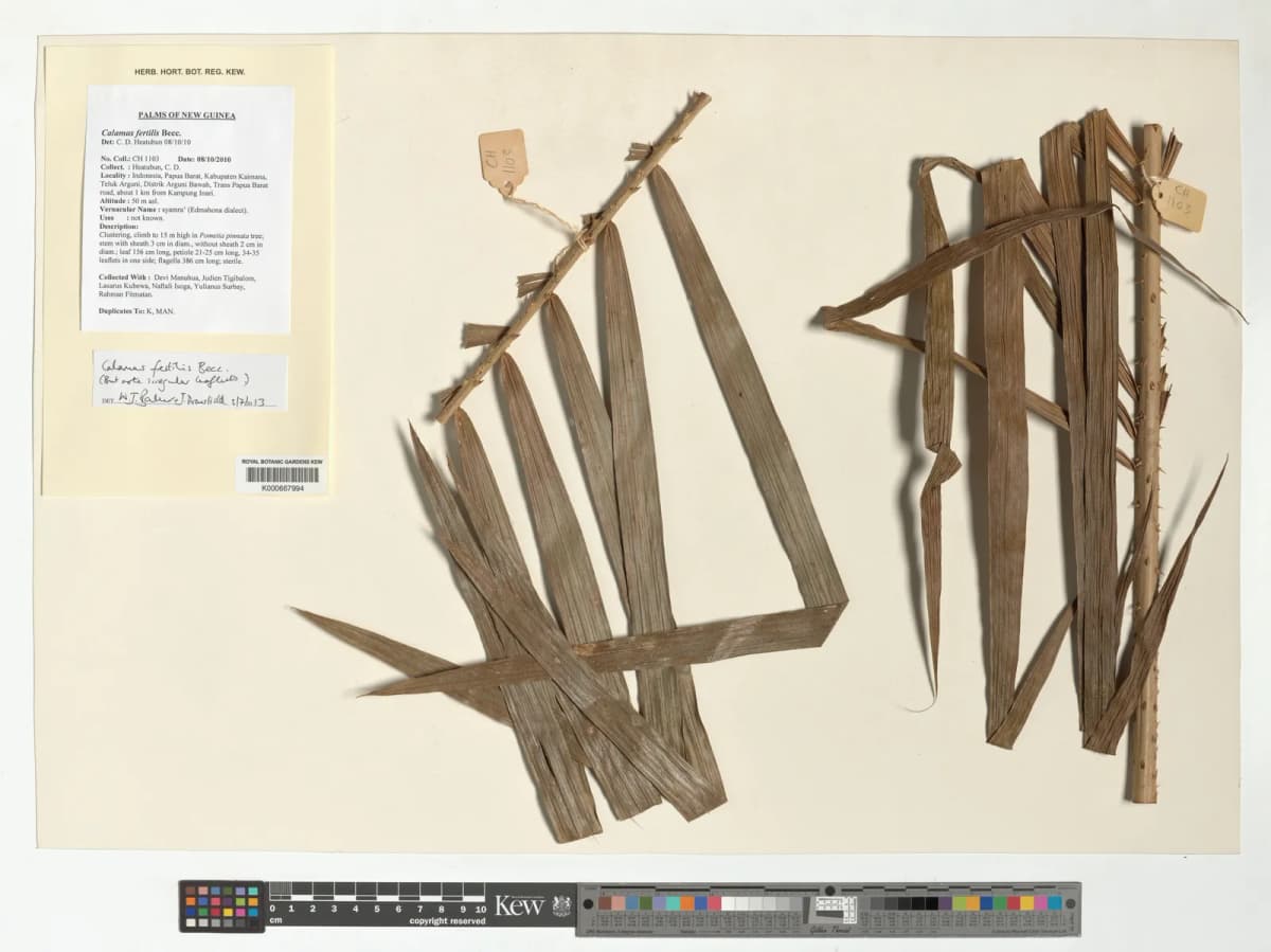 Botanical specimen of Calamus Fertilis.