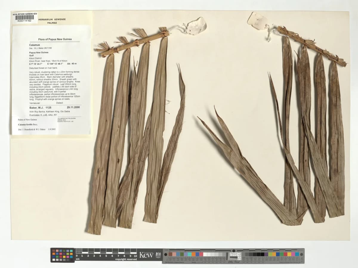 Botanical specimen of Calamus Fertilis.