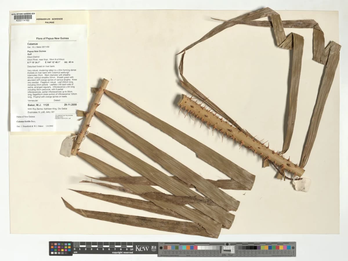 Botanical specimen of Calamus Fertilis.
