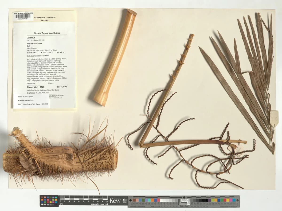 Botanical specimen of Calamus Fertilis.