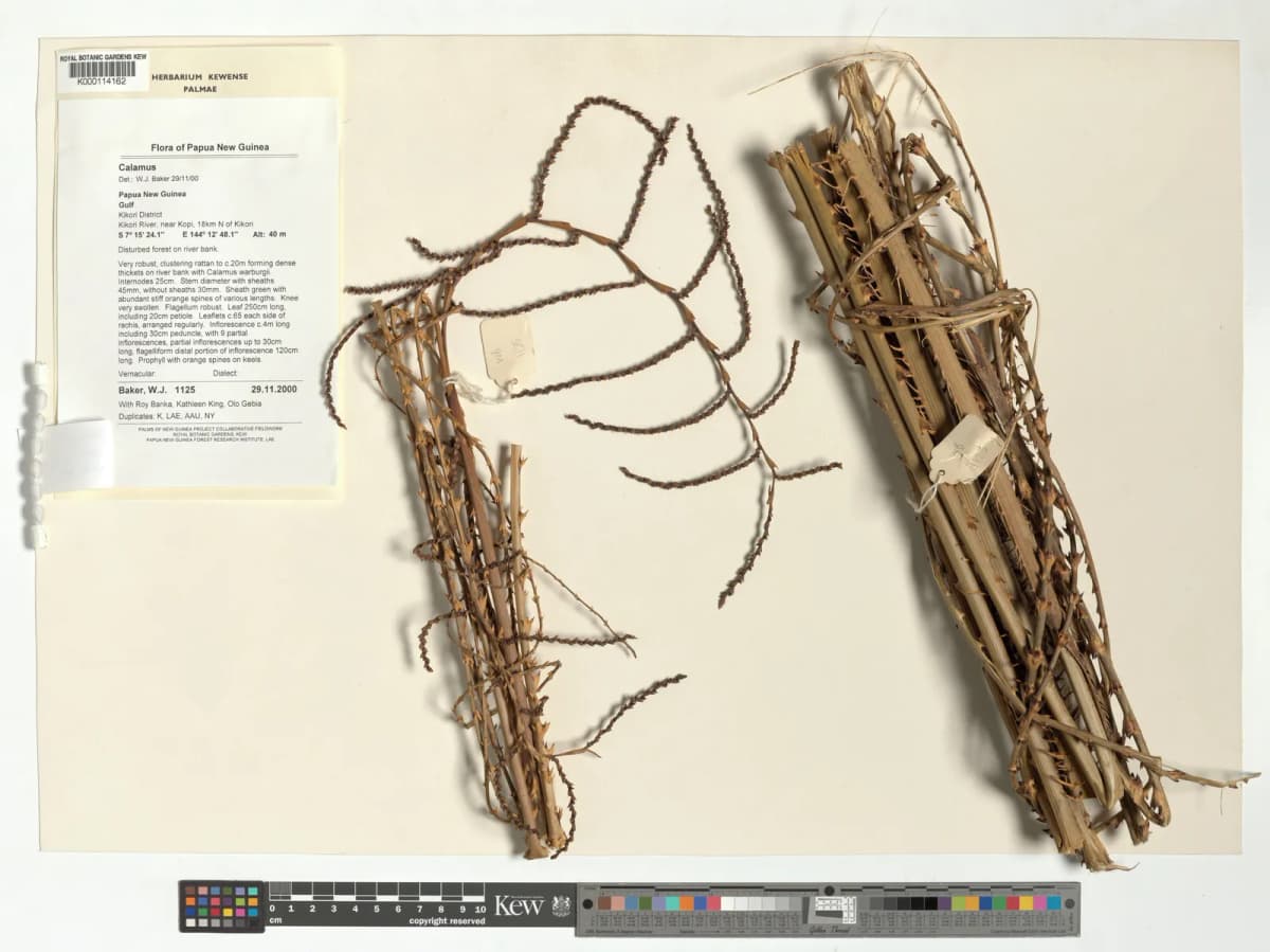 Botanical specimen of Calamus Fertilis.