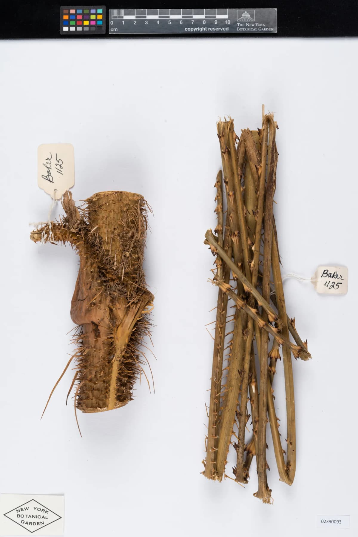 Botanical specimen of Calamus Fertilis.