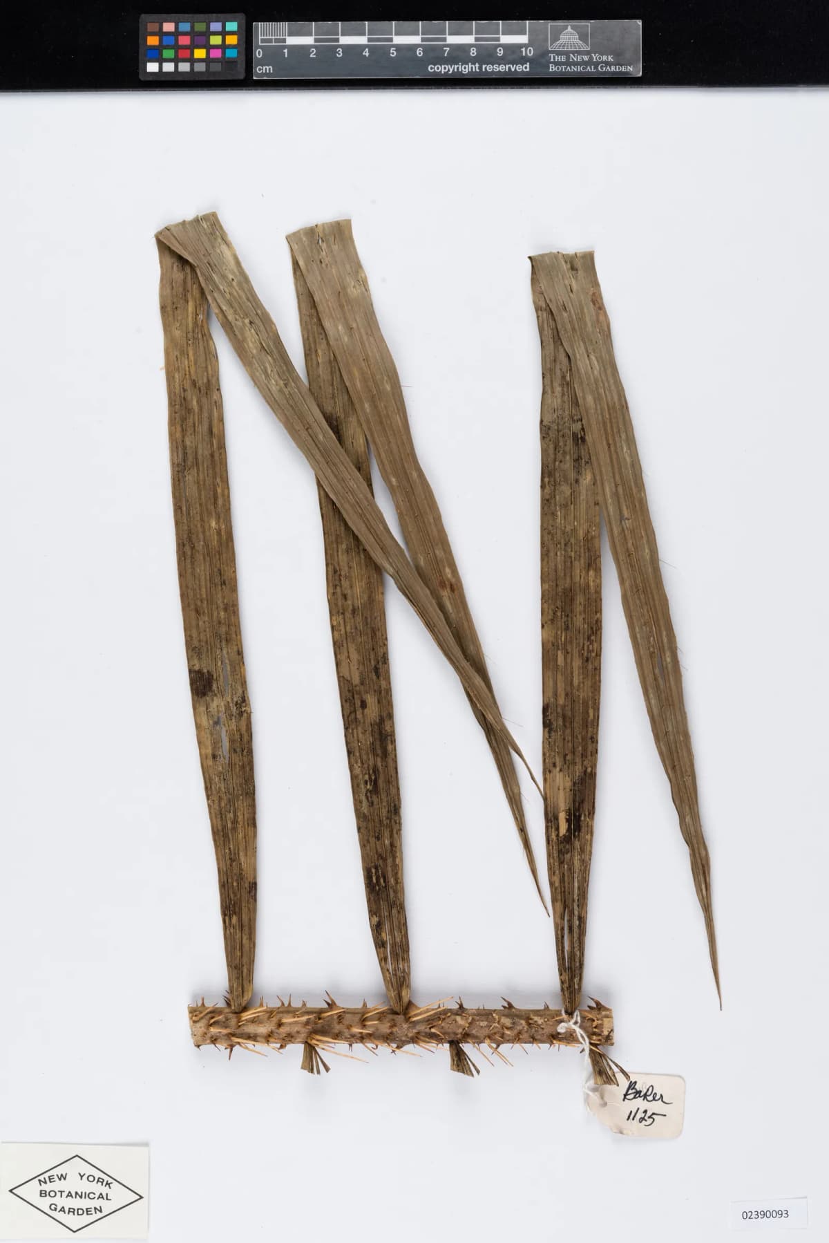 Botanical specimen of Calamus Fertilis.