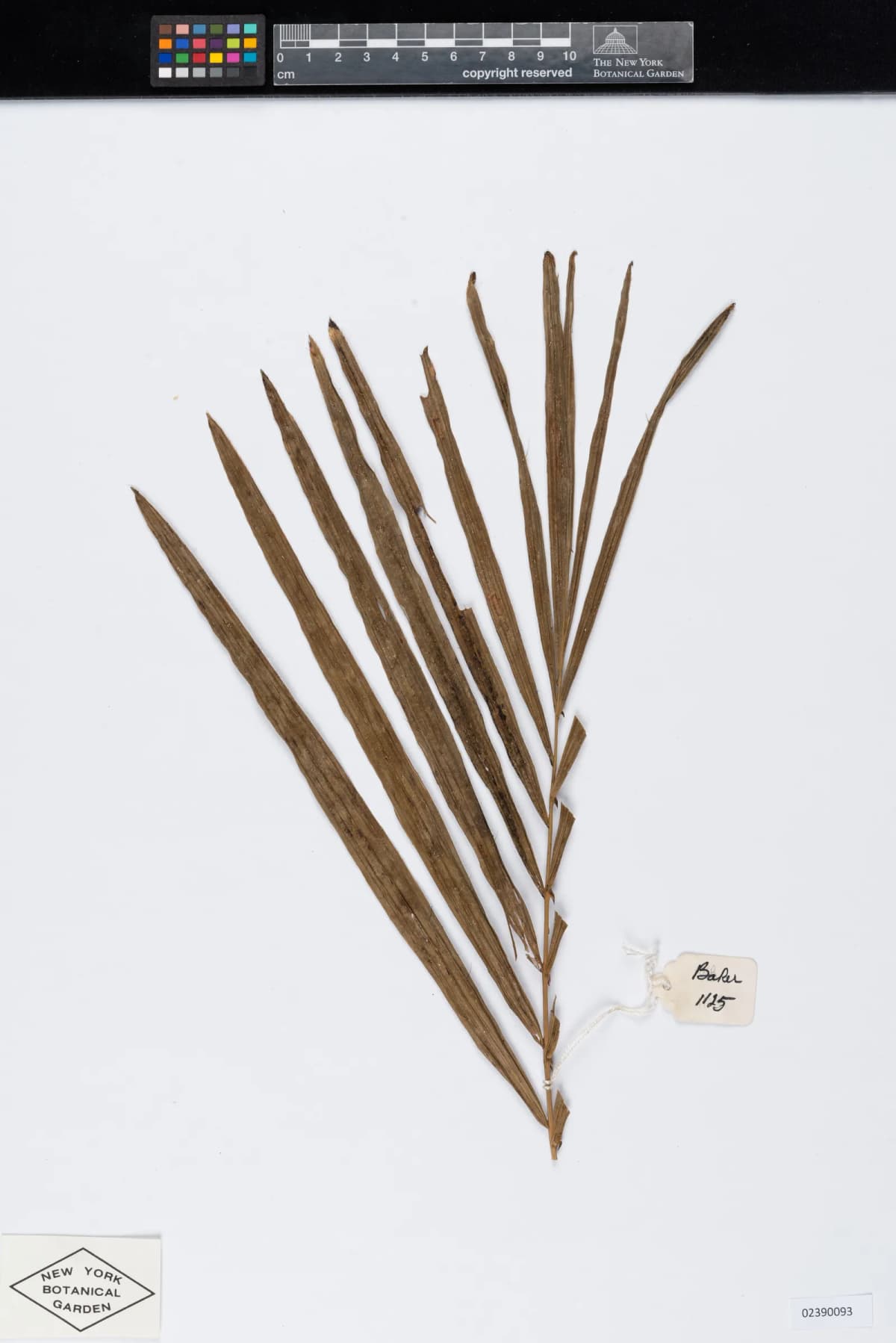 Botanical specimen of Calamus Fertilis.