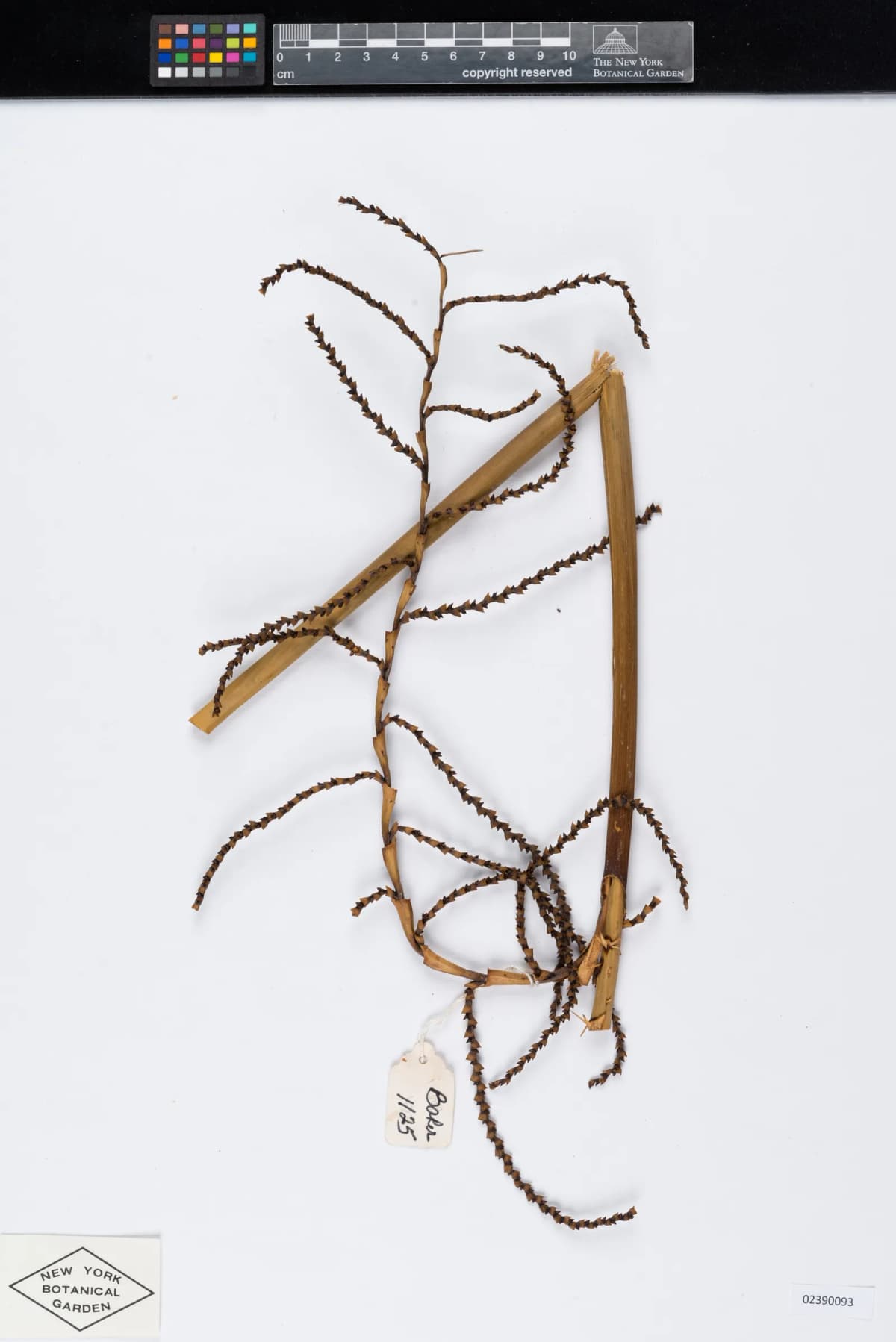 Botanical specimen of Calamus Fertilis.