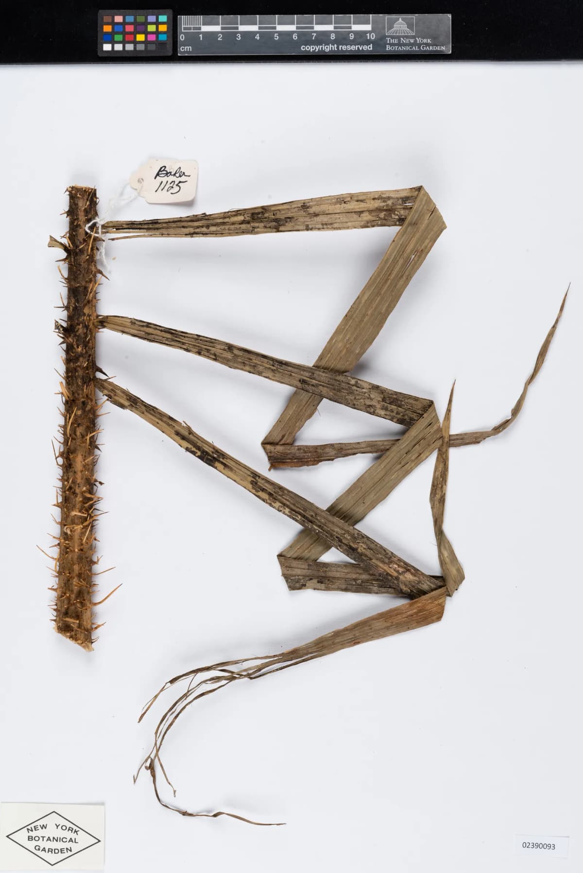 Botanical specimen of Calamus Fertilis.