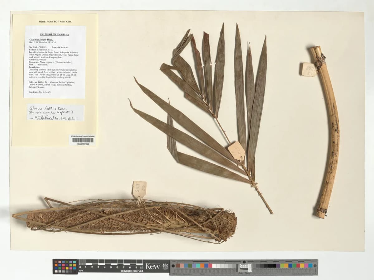 Botanical specimen of Calamus Fertilis.