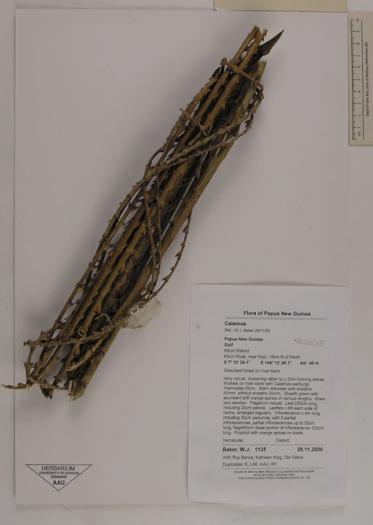 Botanical specimen of Calamus Fertilis.