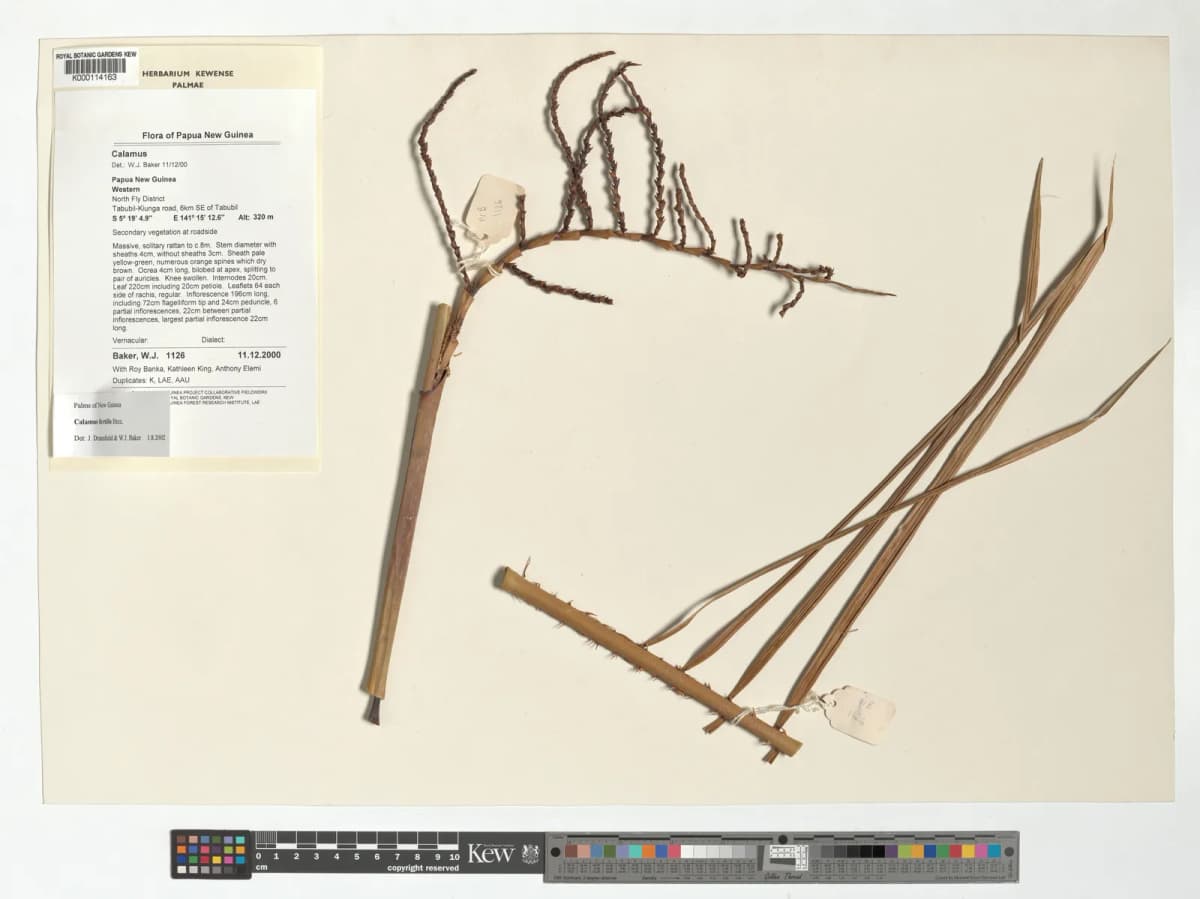 Botanical specimen of Calamus Fertilis.